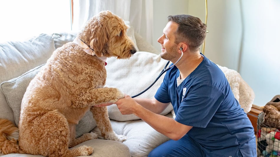 Grand Rapids Startup is Redefining Standard of Care for Pets and Vets
